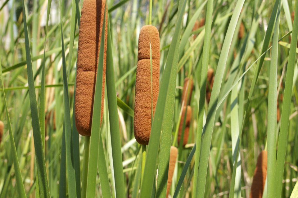 Grass plant natural
