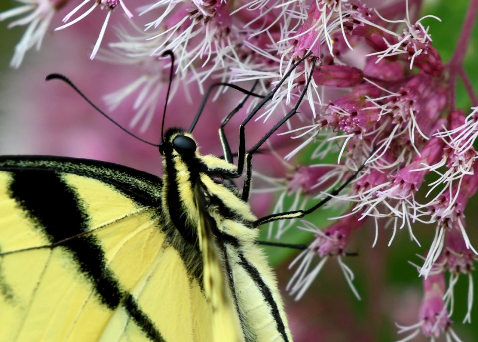 Eastern Tiger Swallowtail