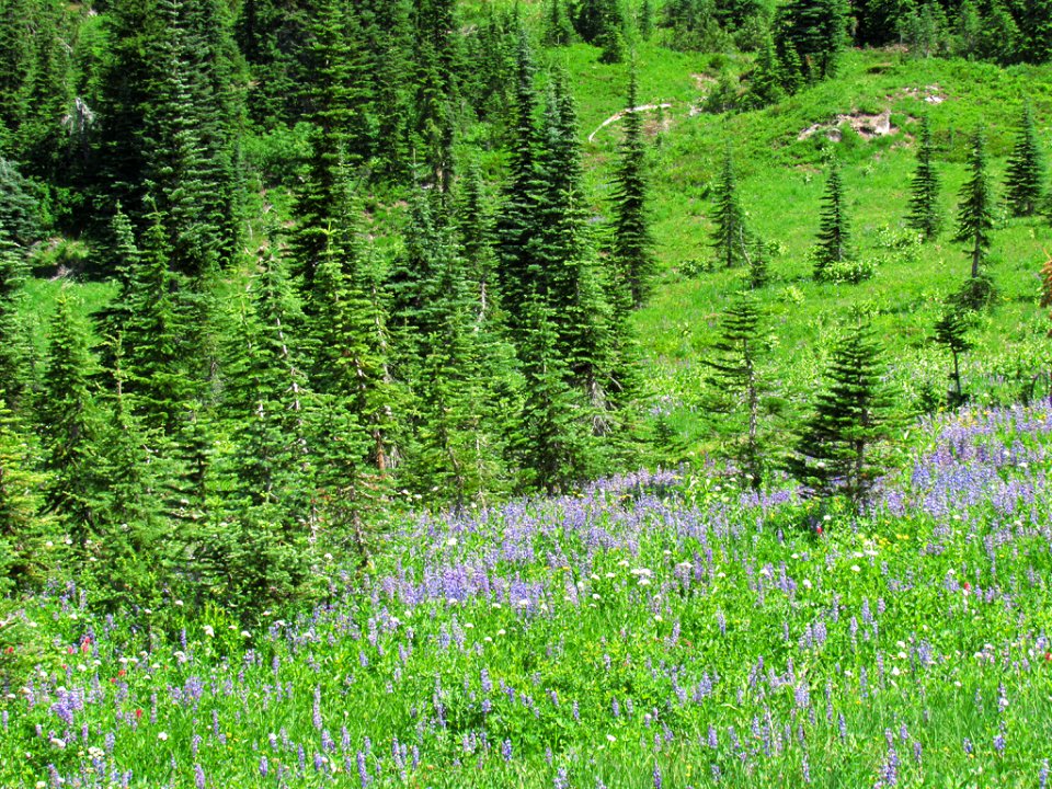 Tipsoo Lake Wildflowers at Mt. Rainier NP in WA