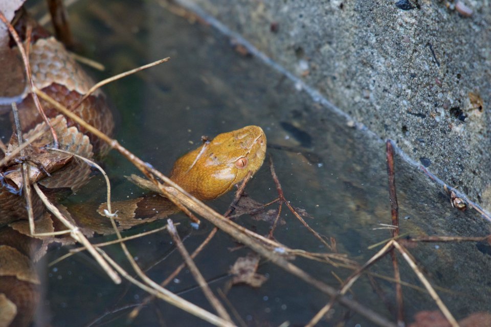 Northern Copperhead