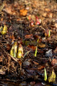 Skunk-cabbage flower