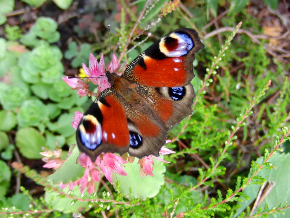 Tagpfauenauge photo