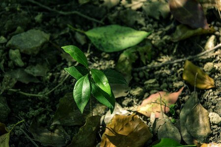 Leaf dead leaves sunshine