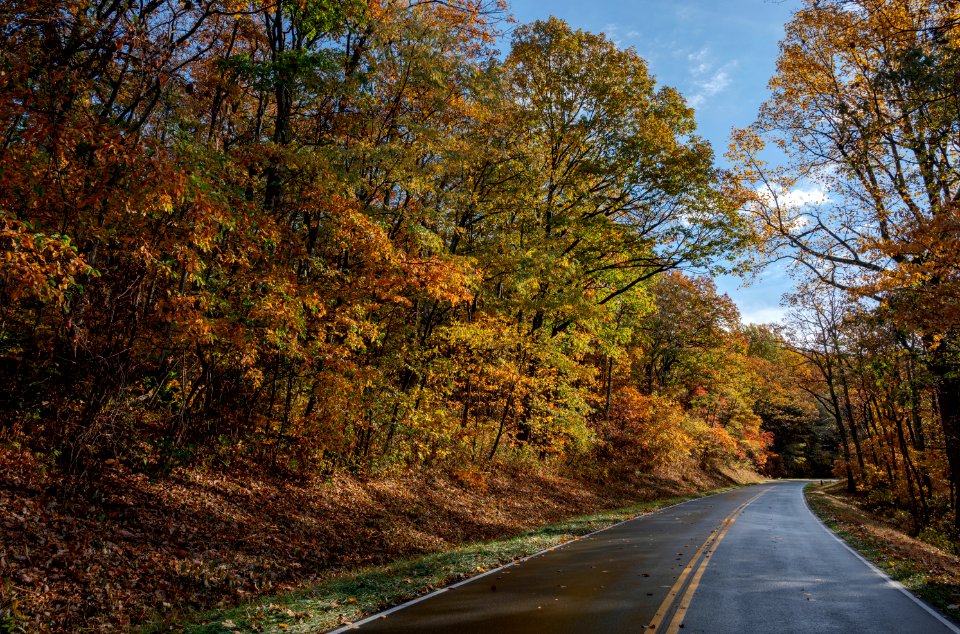 Rain Saturated Fall Colors
