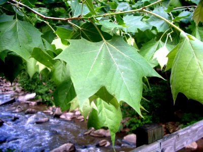 American Sycamore Leaves photo
