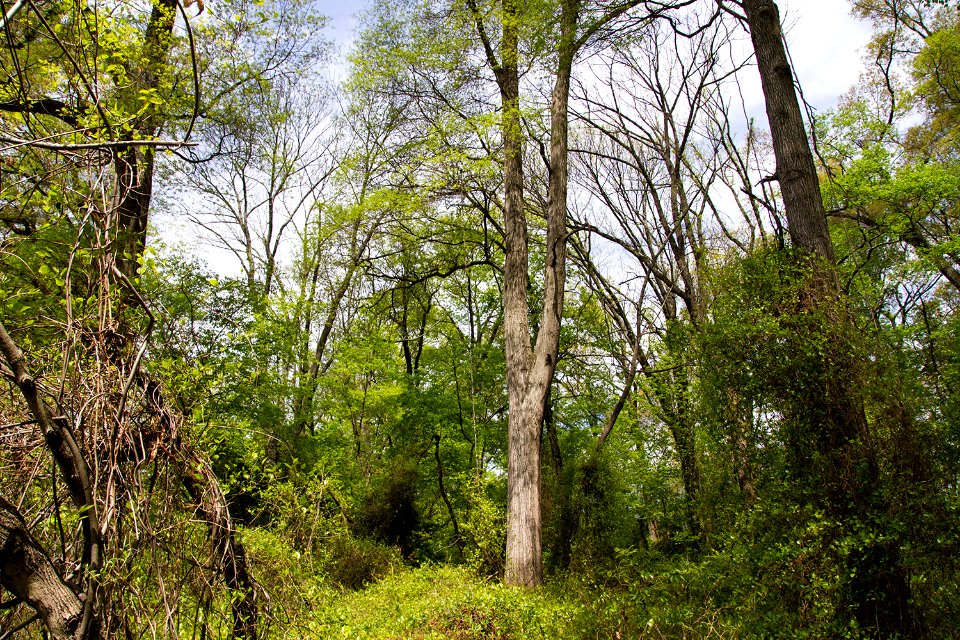 Coastal Plain Oak Forest