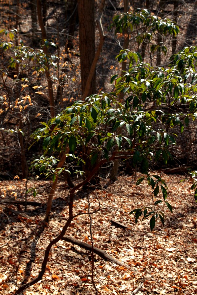 Mountain laurel stems