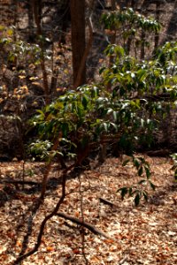 Mountain laurel stems photo