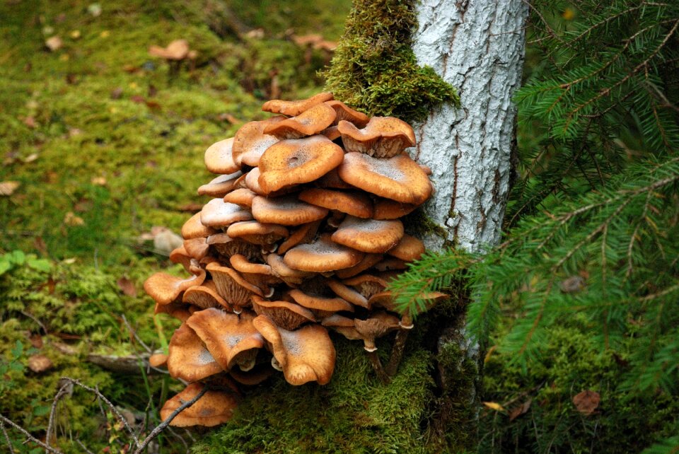 Mushroom moss bark