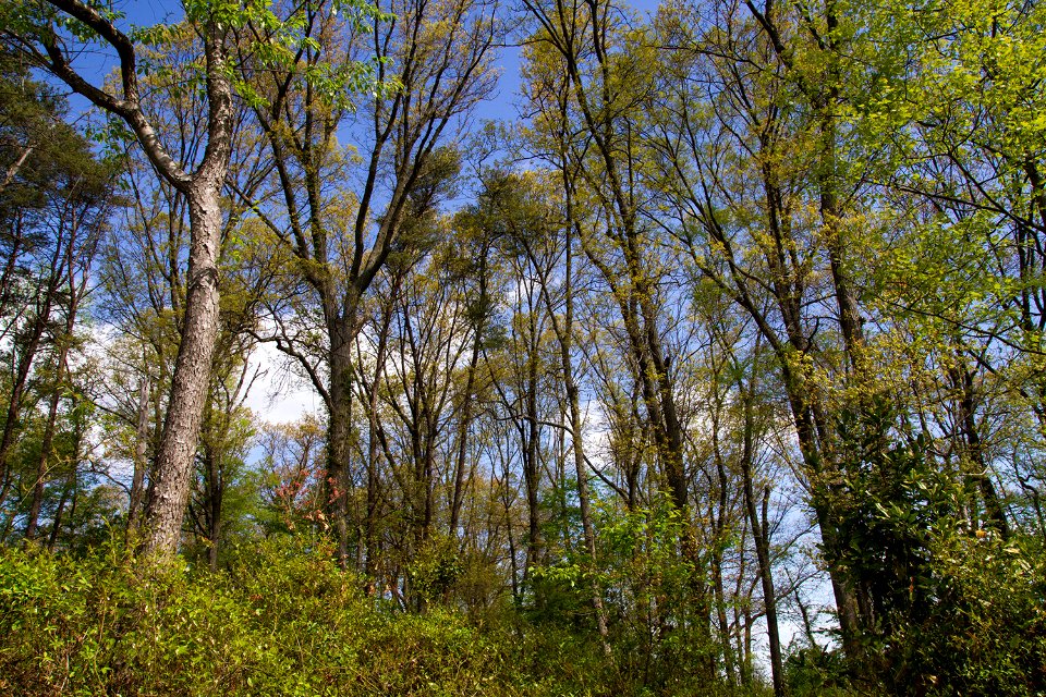 Coastal Plain Oak Forest