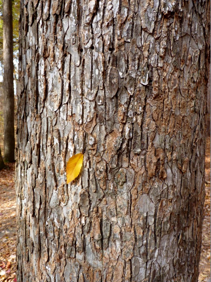 Winged Elm