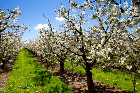 Hood River Valley Orchards, Oregon