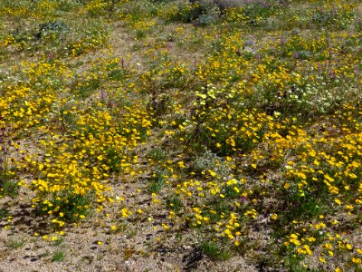 Cottonwood Spring with Wildflowers at Joshua Tree NP in CA