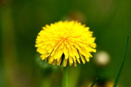 Common dandelion