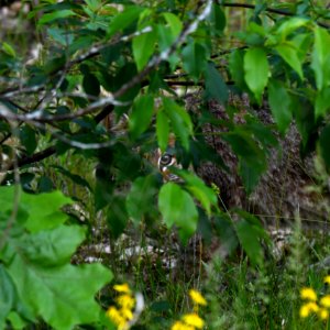 Bobcat