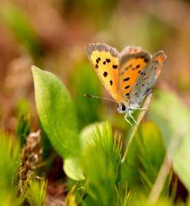 American Copper Butterfly