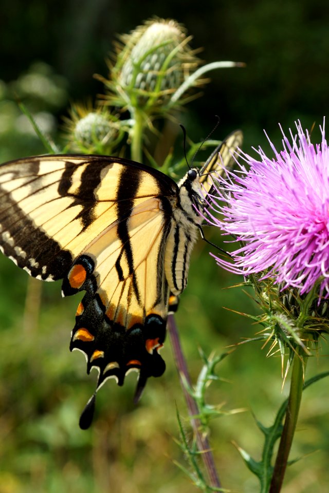 Eastern Tiger Swallowtail Butterfly