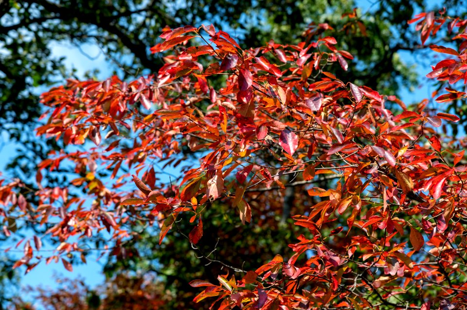 Some Early Fall Reds