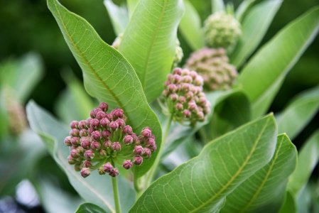 Common milkweed about to bloom