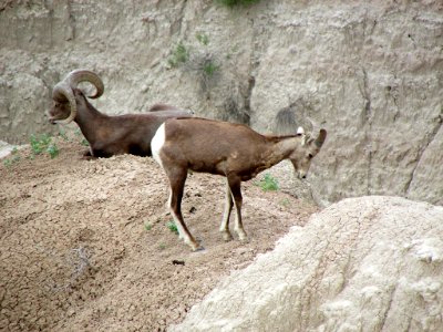 Sheep at Badlands NP in SD