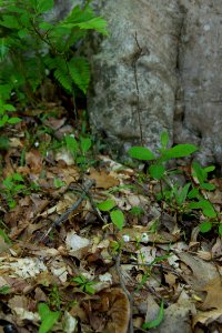 The Forest Floor in Spring photo