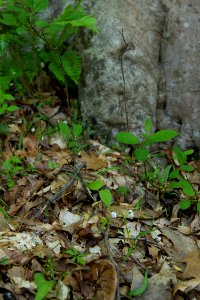 The Forest Floor in Spring
