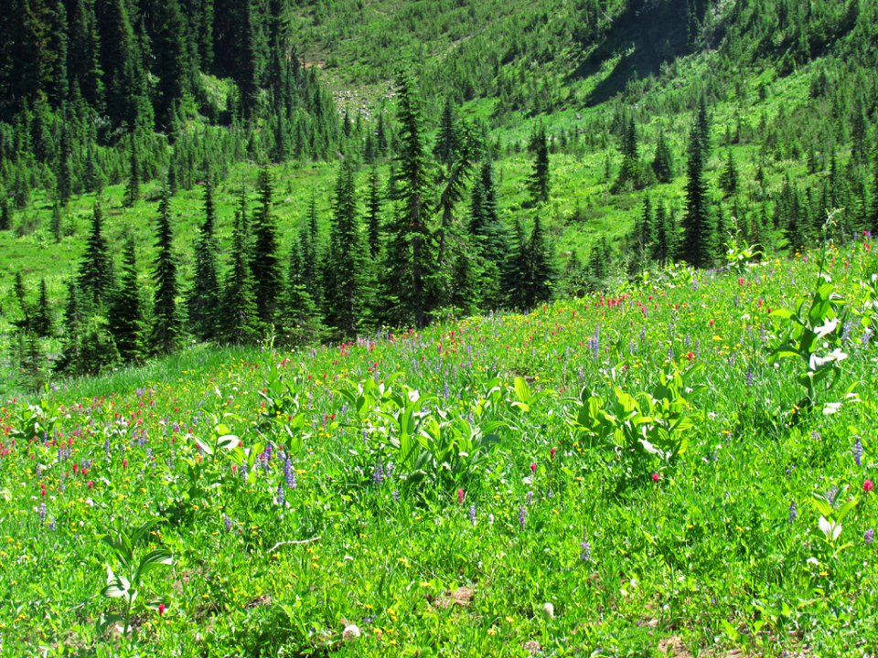 Tipsoo Lake Wildflowers at Mt. Rainier NP in WA