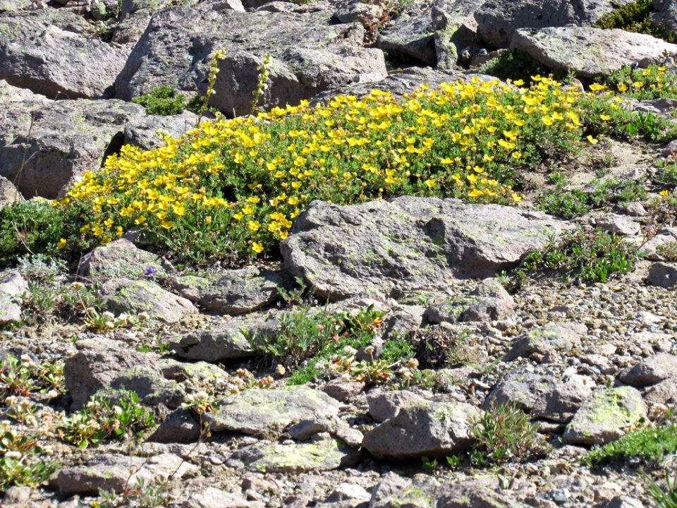 Wildflowers at Mt. Rainier NP in WA