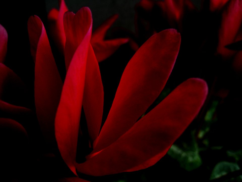 Crimson shining in the dark #01　☆IMG 3958