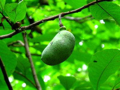 Pawpaw fruit