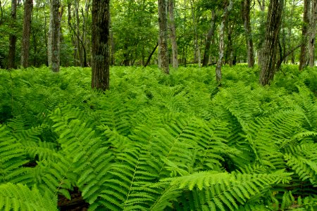 Ferns on Stonyman photo