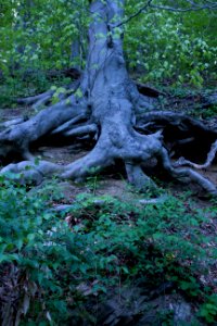 Gnarled roots of American beech