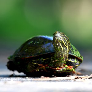 Painted Turtle photo