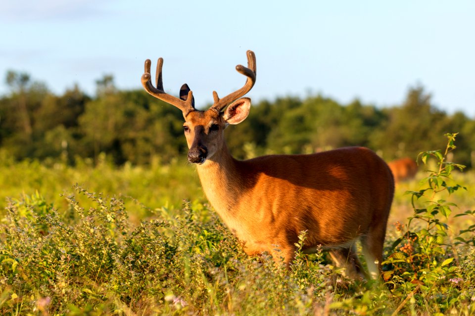 White-tailed Deer- Buck in Velvet