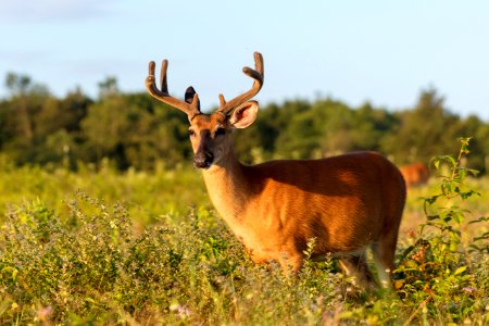 White-tailed Deer- Buck in Velvet photo