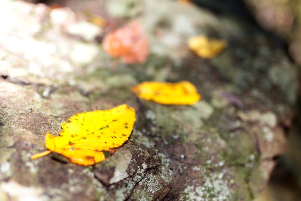 Early Fall - Compton Gap Trail