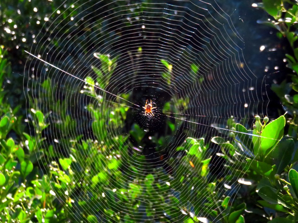Spider Web