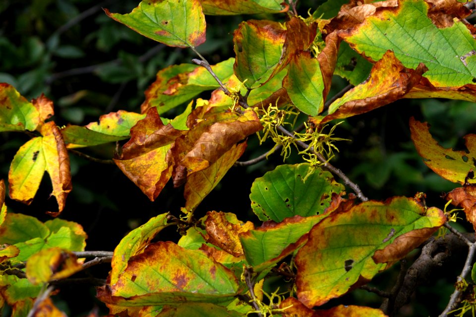 American witch-hazel