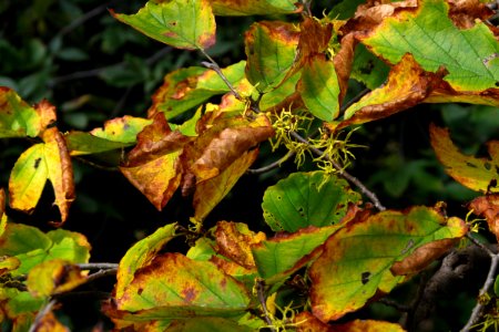 American witch-hazel