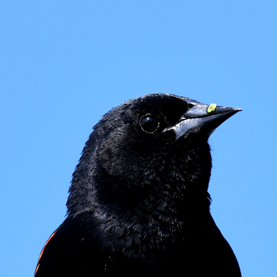Red-winged Blackbird