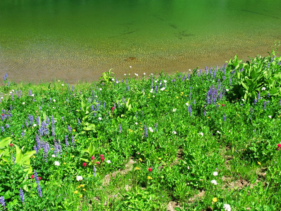 Tipsoo Lake Wildflowers at Mt. Rainier NP in WA
