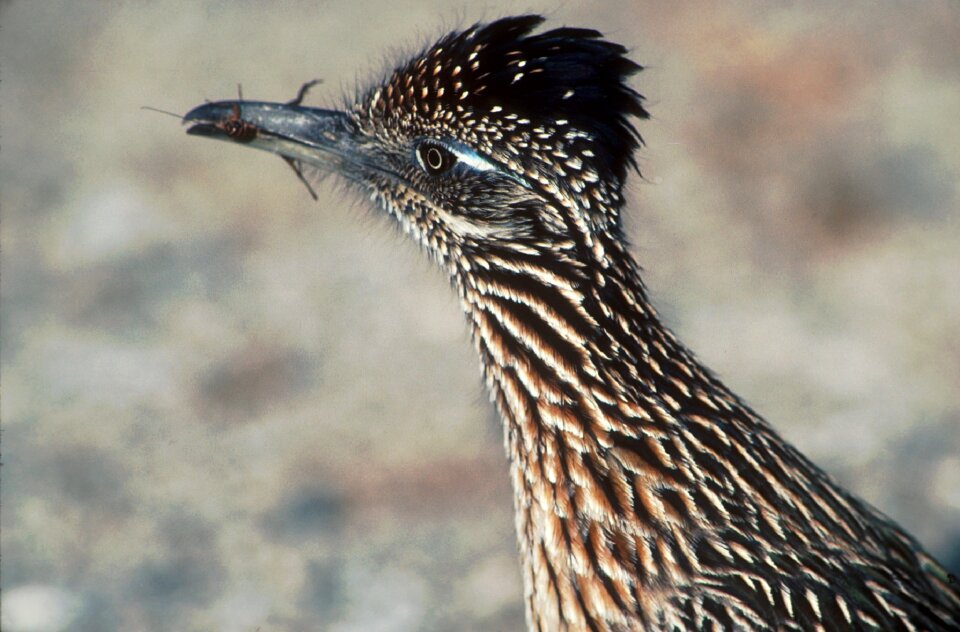 Nature portrait beak