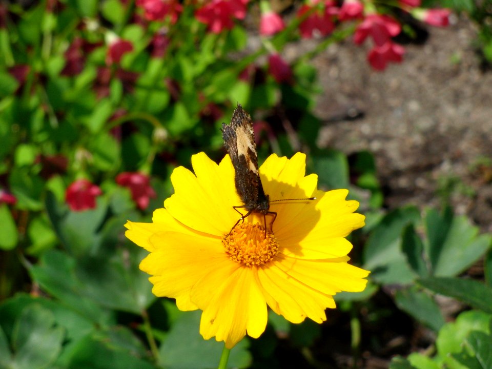 Schmetterling