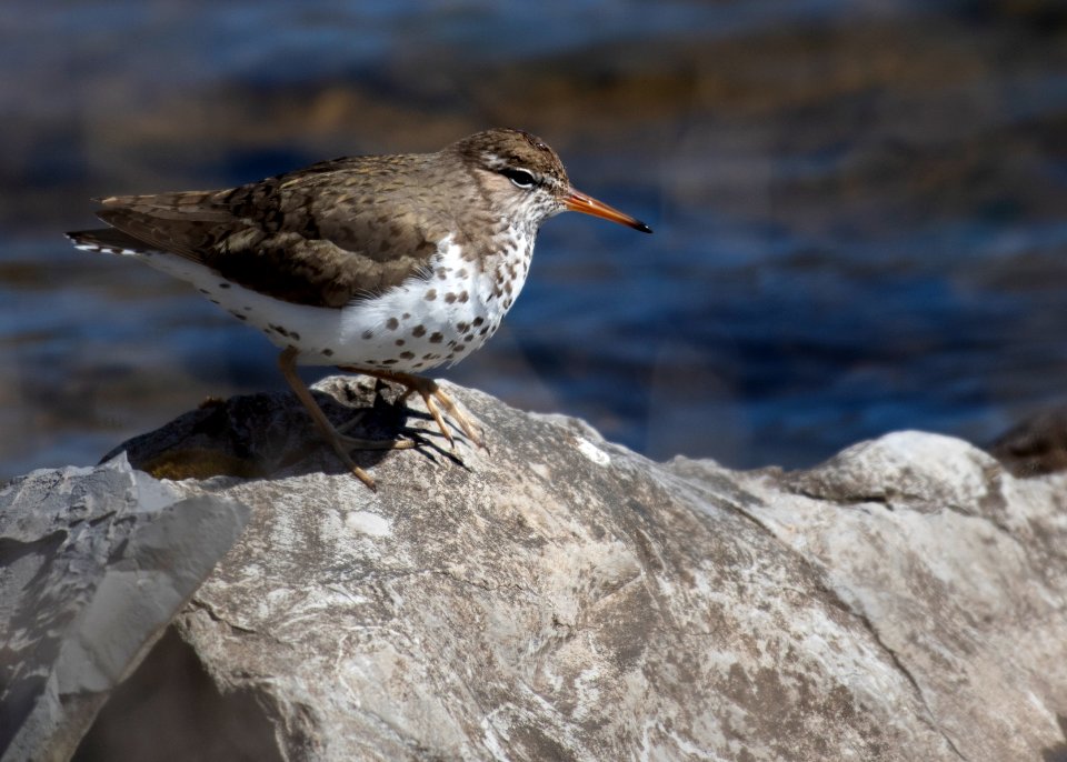Spotted Sandpiper