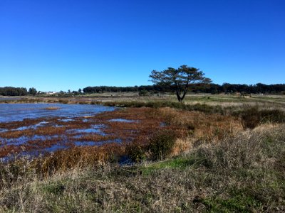 Dotson Family Marsh, Richmond CA