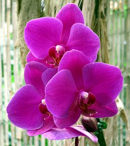 Orchid phalaenopsis violet photo