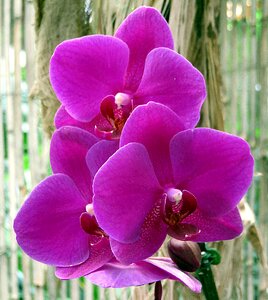 Orchid phalaenopsis violet