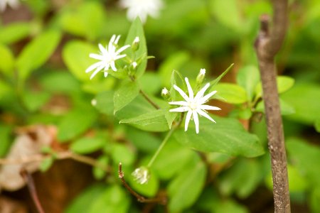 Star chickweed photo