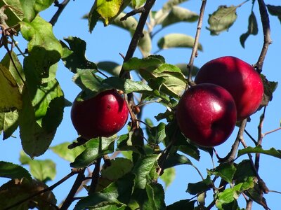 Nature fruit branch
