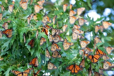 Monarchs roosting